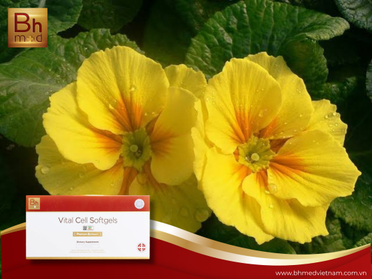 viên uống Vital Cell Softgels